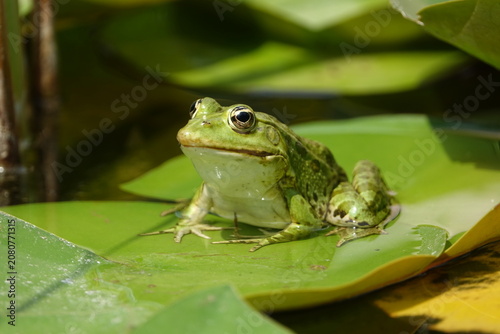 the beautiful green marsh frog (Pelophylax ridibundus) 