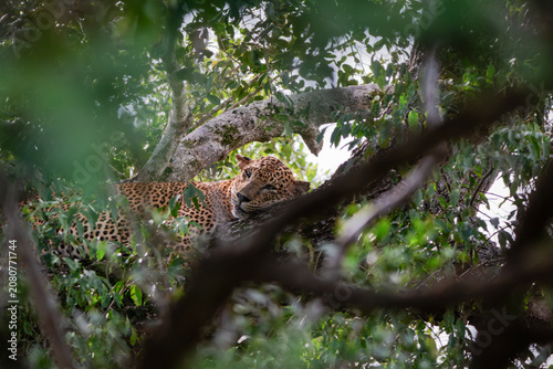 Obraz na plátně A leopard dozing off on a tree.