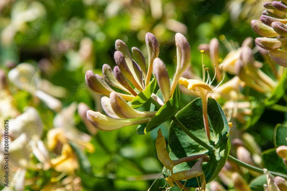 Fototapeta premium Honeysuckle Lonicera Flowers on Green Bush in Sunny Garden Fragrant Spring Floral Background.