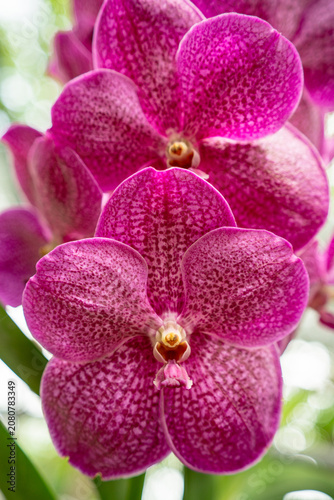 Vertical close-up shot of a vibrant purple pink Vanda orchid flower cluster with detailed net-like patterns on petals, blooming in a tropical greenhouse.