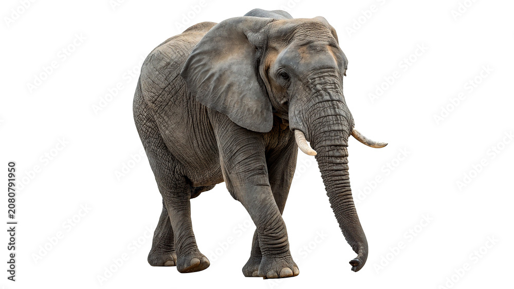 Fototapeta premium Large wild African elephant standing powerful mammal isolated on transparent background