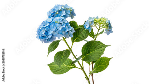 Fotografía Beautiful bouquet of fresh blue hydrangea flowers green leaves isolated on trans
