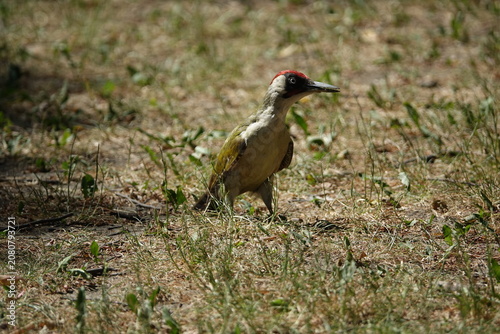 the male European green woodpecker (Picus viridis)