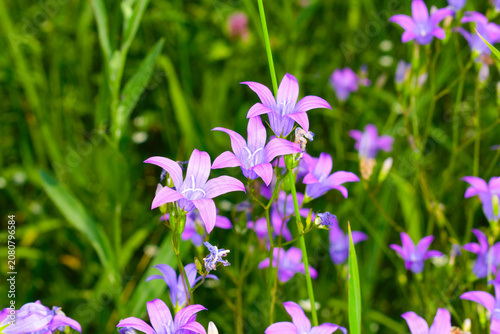 Blooming of the spreading bellflower (сampanula patula)