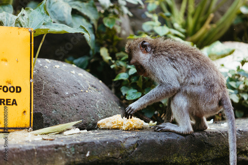Canvas Print Wild macaque monkey eating a corn in the Sacred Monkey Forest Sanctuary Ubud Bal