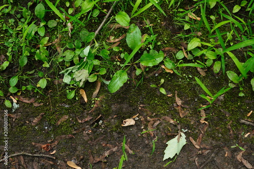 Overhead view of damp forest floor with moss green leaves and scattered seed pods