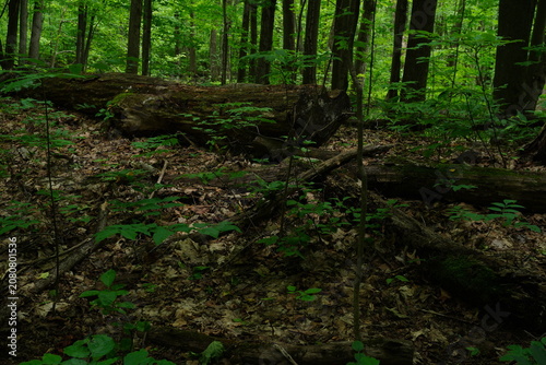 Fallen logs covered in moss lie on a forest floor littered with dead leaves and surrounded by lush green foliage