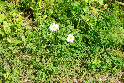 Green foliage and two white daisy flowers with yellow centers growing in sunlit grass from an overhead perspective creating a vibrant natural background texture