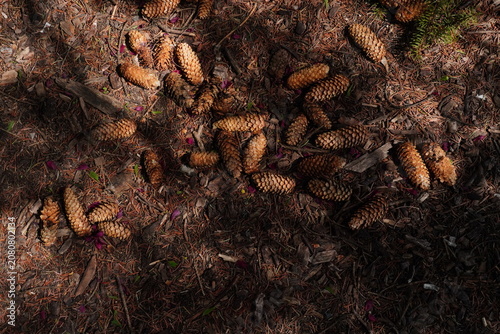 Overhead shot of numerous pine cones on a forest floor covered with pine needles and wood chips highlighted by dappled sunlight