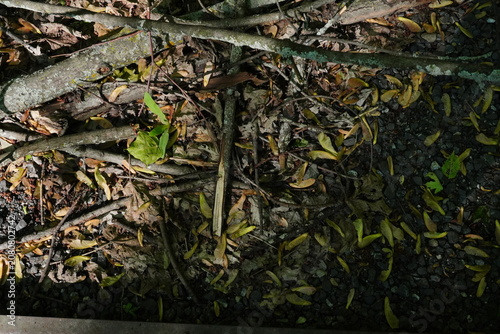 A forest floor covered in fallen leaves twigs and seeds with dappled sunlight creating shadows