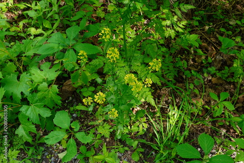 A dense patch of green foliage with clusters of small yellow wildflowers seen from an eye-level perspective in daylight