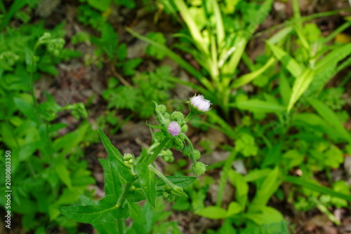 A small pale pinkish-white flower bud and a single open flower bloom amongst lush green foliage and forest floor detritus