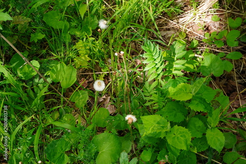 Overhead view of dandelion seed heads and lush green foliage on the forest floor under dappled sunlight