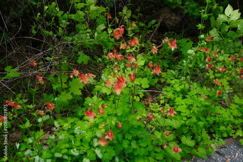 A cluster of red columbine flowers amidst lush green foliage and thorny branches
