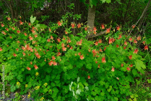 A cluster of red columbine flowers bloom in a lush green woodland setting