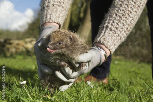 European hedgehog (Erinaceus europaeus) adult animal being held by a person as its being released back into the wild from an animal rescue centre, England, United Kingdom