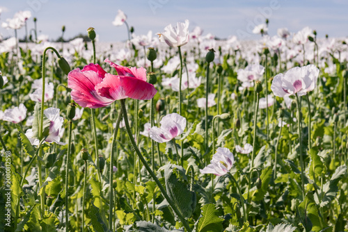Fotografie Pink opium poppy flower among blooming white poppy field
