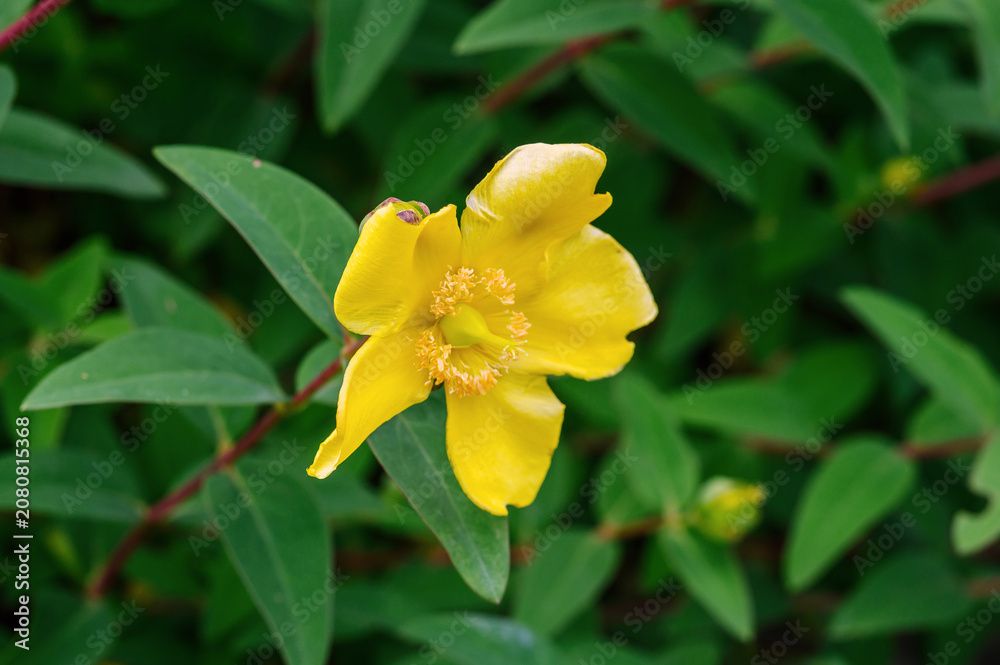 Obraz premium Bright yellow flower with delicate petals and prominent stamens blooming among green leaves
