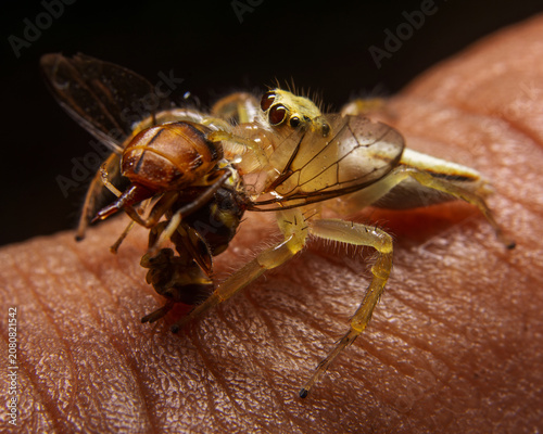 Extreme macro of an unidentified translucent jumping spider holding a dark fly prey in its jaws while resting on textured human skin in a tropical Sri Lankan environment.
