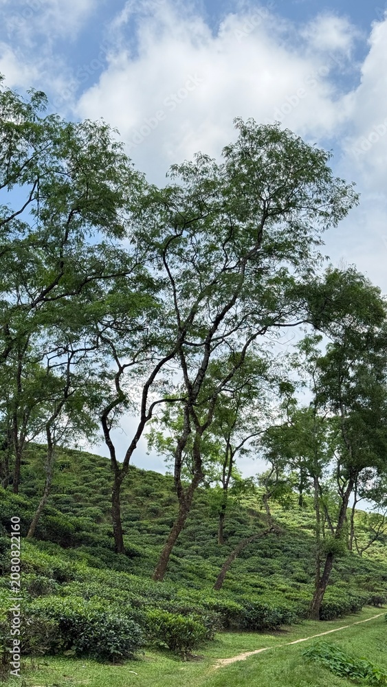 Fototapeta premium Lush green tea plantation with tall trees under a vibrant blue sky and scattered white clouds in a serene landscape