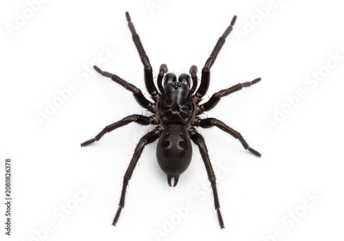 Detailed view of a tarantula spider with outstretched legs isolated on white background