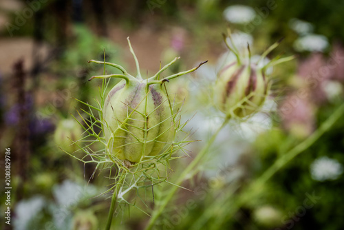 Fotografi Beautiful close-up of Nigella damascena seed pods, or love-in-a-mist, featuring unique, green horn-like capsules enclosed by misty, feathery bracts in a soft-focused, vibrant summer garden background