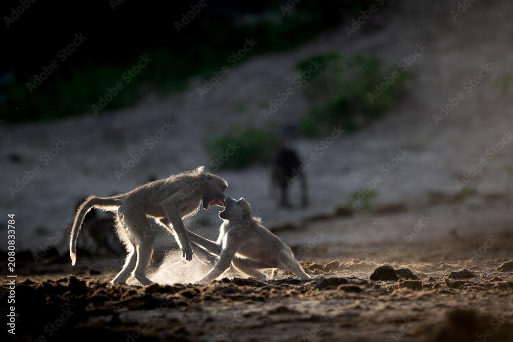 Fototapeta premium Backlit baboons fighting and playing near the Chobe River