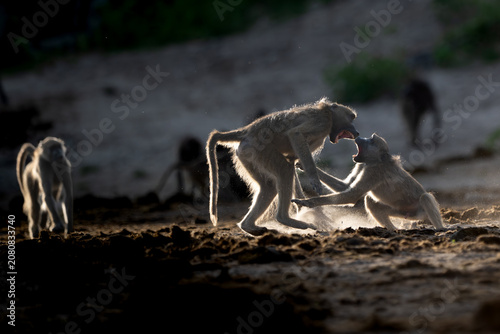Photography Backlit baboons fighting and playing near the Chobe River