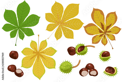 Quadro su tela Autumn horse chestnut leaves and mature brown nuts in spiky green shell detailed