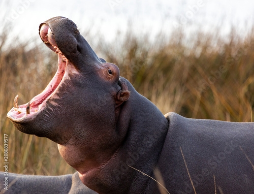Photography Yawning Hippopotamus with Open Mouth in South Africa