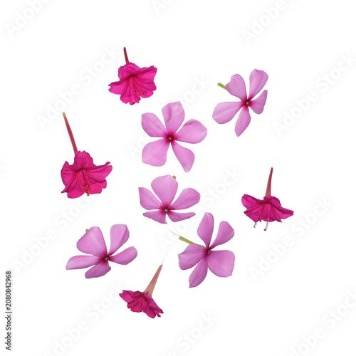Quadro su tela Pink and magenta plumbago flowers scattered in soft studio lighting symbolizing