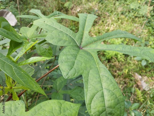 Φωτογραφία Eye level shot of an undamaged green palmate leaf showing a clean branching structure in the wild