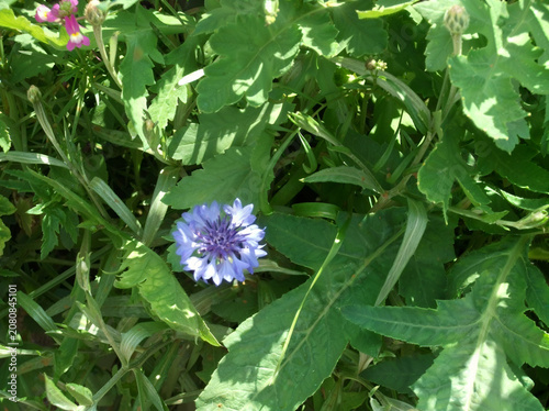 Single blue wildflower among green leaves in natural setting  