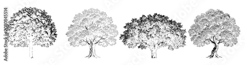 Vintage Deciduous Tree Botanical Sketch, vector trees collection, architectural elevation trees, line art illustration Isolated on white background