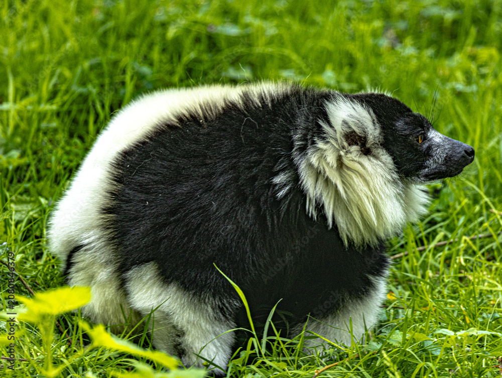 Naklejka premium Black-and-white ruffed lemur (Varecia variegata) with distinctive fur pattern
