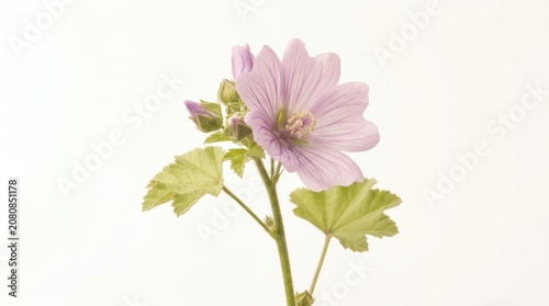 A single stem of common mallow flourishes in the light while showcasing soft lavender petals and vibrant green foliage that represents the natural beauty found within a peaceful summer meadow
