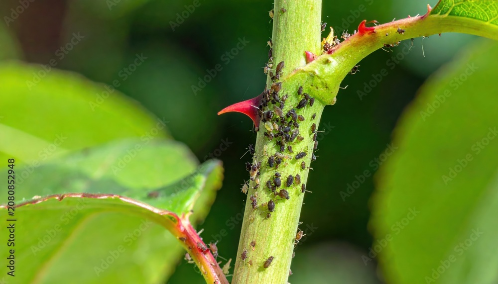 Fototapeta premium Dense Colony of Aphids Clustered on a Thorny Green Plant Stem, Exhibiting Rapid Infestation