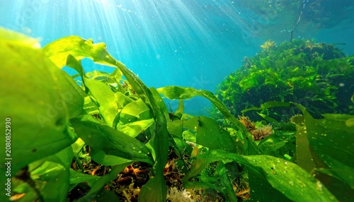 Vibrant green seaweed sways gently in sunlit ocean water, showcasing natural underwater beauty