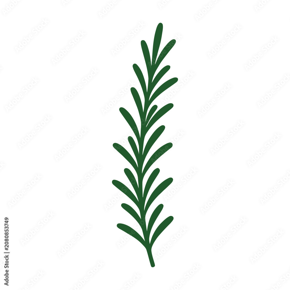 Fototapeta premium Flat vector illustration of a green thyme branch with small leaves and stem on transparent background