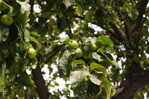 Obraz na plátně Green apples growing on tree branches