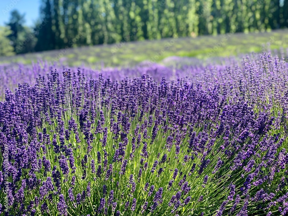 Obraz premium Lavender meadow