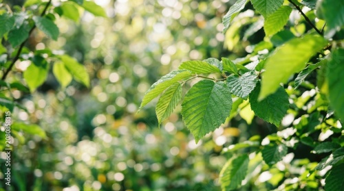 Fresh green tree leaves with bright sunlight and soft bokeh background in a beautiful summer forest nature setting