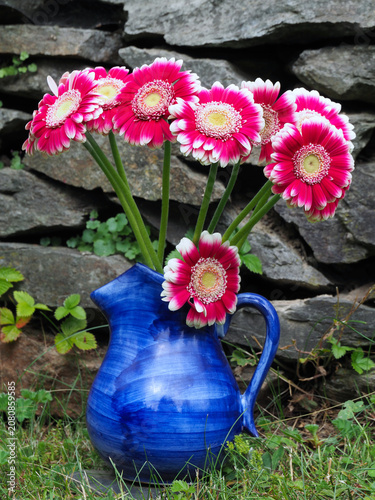 Gerbera in einer blauen Blumenvase mit Henkel	
an einer Gartenmauer