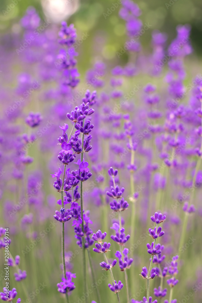 Obraz premium Beautiful lavender flowers blooming in a field with a soft blur background.