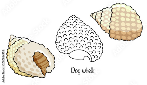 Photography Dog whelk