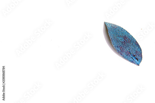 Blue Skeleton Leaf on White Background with Copy Space