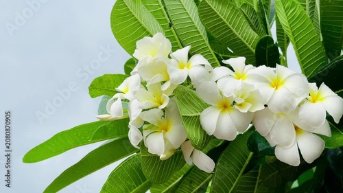 Close-up of blooming white frangipani (plumeria) flowers with fresh raindrops surrounded by lush green tropical foliage. Natural garden background, peaceful tropical floral scene.