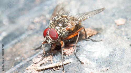 Photos close up of a fly
