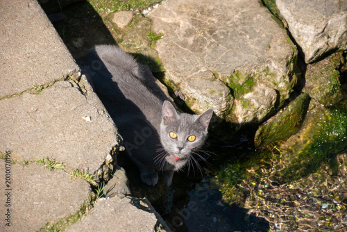 Sticker A curious gray cat exploring near the water by rocky shores.