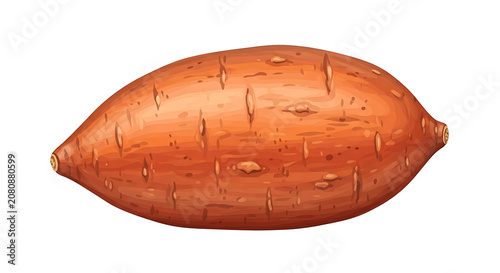 Single Raw Sweet Potato Isolated on White Background in a Realistic Illustration Style